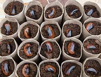 Gardening without plastic sowing Runner bean 'Red Rum' seeds in cardboard toilet roll tubes filled with compost