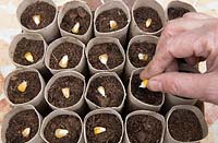 Gardening without plastic sowing organic Sweetcorn 'True Gold' seeds in cardboard toilet roll tubes filled with compost