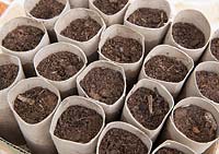 Gardening without cardboard toilet roll tubes filled with compost ready for sowing seeds filled with compost