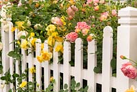 Mixed Rosa - Rose - bushes growing through a white picket fence 