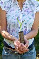 Woman holding Zea mays - Sweetcorn Maize 'True Gold' - seedling grown in toilet roll tube ready for transplanting 