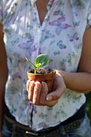 Woman holding Cucurbit - Butternut Squash - seedling grown in terracotta pot ready for transplanting 