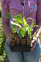 Woman holding Runner Bean 'Red Rum' and Sweetcorn 'True Gold - seedlings growing in toilet roll cardboard tubes, ready for transplanting 