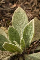 Verbascum thapsus - Woolly Mullein - foliage rosette
