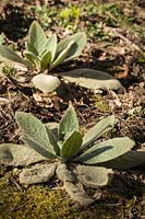 Verbascum thapsus - Woolly Mullein - basal rosettes