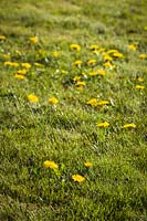 Taraxacum officinale - Dandelions blooming in lawn