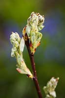 Amelanchier alnifolia - Western Serviceberry - leaf and flower buds detail