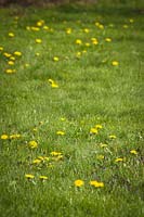 Taraxacum officinale - Dandelion - blooming in a lawn
