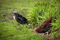 Chickens foraging in a garden, by lawn and bed