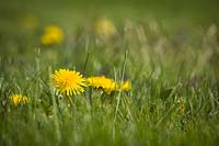 Taraxacum officinale - Dandelion - in a lawn