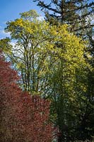 Prunus cerasifera - Purple-leaf Plum, Acer macrophyllum - Bigleaf Maple and Pseudotsuga menziesii - Douglas-fir 