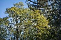 Acer macrophyllum - Bigleaf Maple - crown in front of Pseudotsuga menziesii - Douglas Fir 