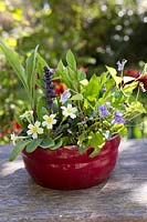 Shady spring container with Lily of the Valley, Bugle, Sweet Viloets, Primrose, Viola odorata, Primula vulgaris, Ajuga reptans and Convallaria majalis