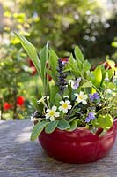 Shady spring container with, Lily of the Valley - Convallaria majalis, Bugle - Ajuga reptans, Sweet Violets - Primula vulgaris and Primrose - Viola odorata