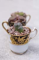 Lithops planted in vintage tea cups