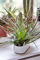 Agaves, cactus and tillandsia 'Air Plant'