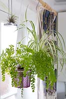 Adiantum aethiopicum 'Maidenhair fern' and Chlorophytum comosum 'spider plant' hanging beside window