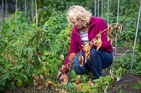 Removing diseased stems from raspberries that are suffering from raspberry cane stem rot.