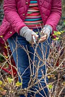 Pruning a gooseberry bush in winter. Shortening branch tips back to a quarter. Ribes uva-crispa 'Jubilee'