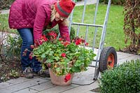Using a sack truck to bring in a heavy tender pot plant - pelargonium - to overwinter