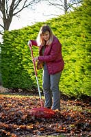 Gathering up fallen leaves off a lawn using a rake.
