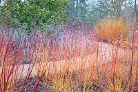 Winter garden with path through Cornus sanguinea 'Midwinter Fire' and Rubus biflorus - RHS Wisley 