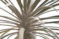 Pachypodium geayi AGM - Madagascar palm