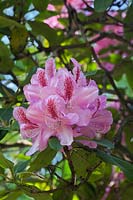 Rhododendron 'Furnivall's Daughter' AGM