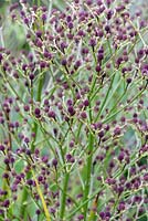 Eryngium pandanifolium 'Physic Purple', September 