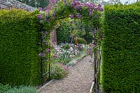 Rosa 'Veilchenblau' trained an arch, between yew hedges.