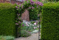 Rosa 'Veilchenblau' trained over an arch, between yew hedges. 