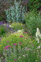 A border of nectar rich flowers including clumps of Trifolium pannonicum, Hungarian Clover, Salvia forsskaolii, achillea, cardoon and Anthemis tinctoria 'Sauce Hollandaise'.