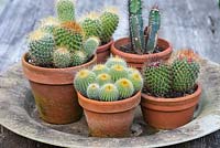 Cacti display with Mammillaria hahniana 'Old Lady Cactus', Ferocactus cylindracus 'Barrel Cactus' and Pachycereus schottii in terracotta pots.