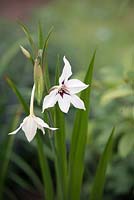 Gladiolus murielae - Abyssinian murielae - August