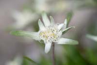 Leontopodium alpinum - Edelweiss - Himalayan snow flower