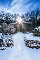 Snow-covered Yew Walk contre-jour. Hedges of Taxus baccata. Garden â€“ Veddw 
