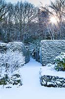 View up the snow-covered Yew Walk. Hedges of Taxus baccata. Garden - Veddw 