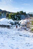 Snow covered formal country garden with large mounds of Osmanthus burkwoodii.  Veddw House Garden