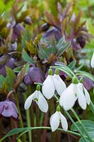 Galanthus 'S. Arnott' - Snowdrop - and Hellebrous - Hellebore