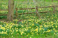 Narcissus pseudonarcissus - Wild Daffodil - naturalised in grass beneath Tilia - Lime - tree, near cleft chestnut post and rail fencing