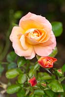 Rosa 'Jam and Jerusalem' - Floribunda Rose