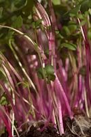 Radish China Rose and Curled Cress micro greens