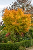 Acer palmatum 'Sango-Kaku', the coral bark maple, a deciduous tree with coral red young branches, and foliage that turns yellow in autumn, caught in early morning sun.