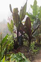 Man cutting off the leaves from Ensete ventricosum 'Maurellii' and Ensete ventricosum 'Montbeliardii' in preparation to  overwinter the stems