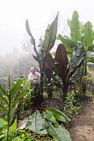 Man cutting off the leaves from Ensete ventricosum 'Maurellii' and Ensete ventricosum 'Montbeliardii' in preparation to overwinter the stems