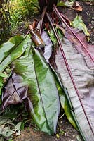 Ensete ventricosum 'Maurellii' and Ensete ventricosum 'Montbeliardii' leaves that have been cut off to prepare the main stems for overwintering