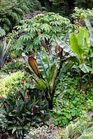 Ensete ventricosum 'Montbeliardii' in an exotic garden with Musa sikimesis and Tetrapanax papyifera 'Rex'