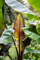 Close up of Ensete ventricosum 'Montbeliardii' leaf surrounded by Ensete ventricosum 'Maurelii' and Musa sikkimensis leaves