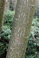 Acer capillipes - Snake-bark Maple - tree trunk showing bark patterns