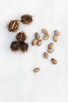 Ricinus communis 'Carmencita' seeds and pods